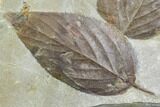 Two Fossil Hackberry Leaves - Montana #105207-1